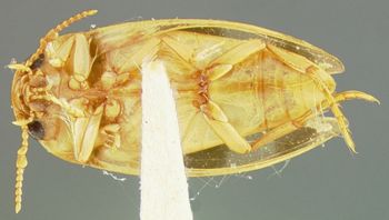 Media type: image;   Entomology 23944 Aspect: habitus ventral view
